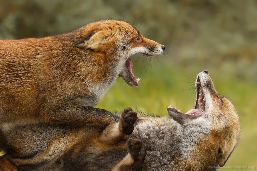 red fox fight